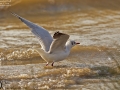 Black-headed Gull
