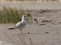 Black-headed Gull