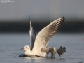 Black-headed Gull