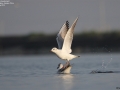 Black-headed Gull
