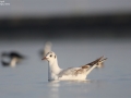 Black-headed Gull