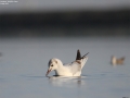 gull,black_headed_004