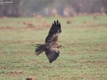Black Kite