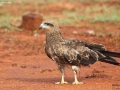 Black Kite