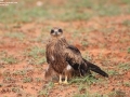 Black Kite