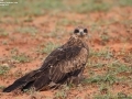 Black Kite