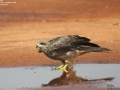 Black Kite