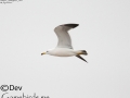 Black-tailed Gull