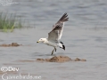 Black-tailed Gull