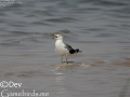 Black-tailed Gull