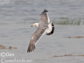 Black-tailed Gull