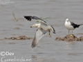Black-tailed Gull