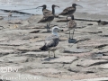 Black-tailed Gull