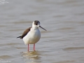 Black-winged Stilt