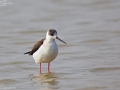 Black-winged Stilt