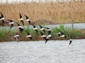 Black-winged Stilt