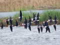 Black-winged Stilt