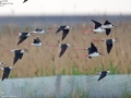 Black-winged Stilt