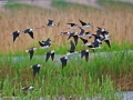 Black-winged Stilt