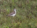 Black-winged Stilt