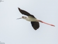 Black-winged Stilt