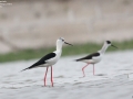 Black-winged Stilt