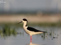 Black-winged Stilt