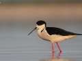 Black-winged Stilt