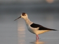 Black-winged Stilt