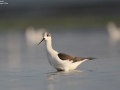 Black-winged Stilt