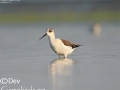 Black-winged Stilt