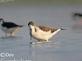 Black-winged Stilt