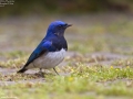 Blue and White Flycatcher