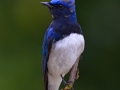 Blue and White Flycatcher