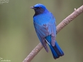 Blue and White Flycatcher