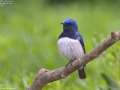 Blue and White Flycatcher