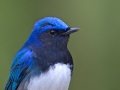Blue and White Flycatcher