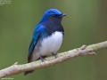Blue and White Flycatcher