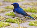 Blue and White Flycatcher