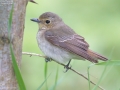 Blue and White Flycatcher