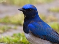 Blue and White Flycatcher
