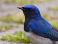 Blue and White Flycatcher
