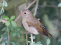 Blue and White Flycatcher