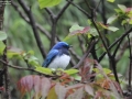 Blue and White Flycatcher