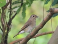 Blue and White Flycatcher