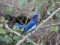 Blue and White Flycatcher