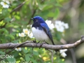Blue and White Flycatcher