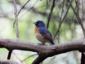 Blue-throated Blue Flycatcher