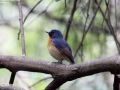 Blue-throated Blue Flycatcher