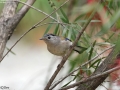 Blue-winged Minla
